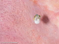 Baby Krugfisch in Fass-Schwamm