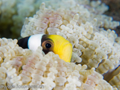 Anemonenfisch in Glasperlenanemone