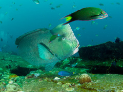 Büffelkopfpapageienfisch an der Liberty