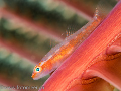 Goby auf Seefeder