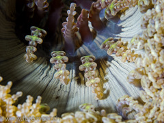 Glasperlenanemone