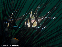 Banggai Kardinalbarsch in Seeigel