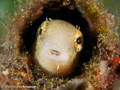 Blenny in seiner Röhre