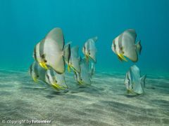 Fledermausfische im Flachwasser