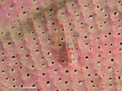 Goby in Elefantenohrkoralle