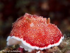 Chomodoris reticulata