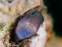 Blenny