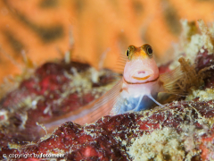 kleiner Blenny