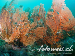 Korallenfächer