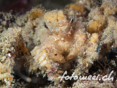 wie ein Teddybär - Decoratorcrab bei Nacht