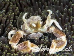 Porzellankrabbe beim Planktonfang