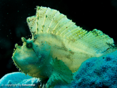 Schaukelfisch mit Hintergrundbeleuchtung