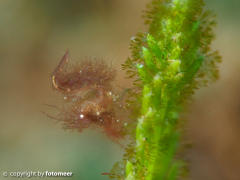 winziger Hairy Shrimp (3 mm)