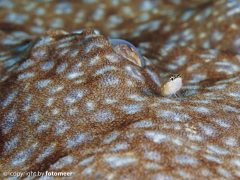 big brother (der Goby sitzt dem Wobbegong fast auf dem Auge)