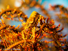 Crinoid shrimp