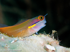 Goby