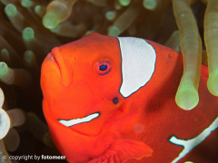 Stachelanemonenfisch