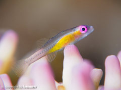 winziger Pinkeyegoby (1cm)