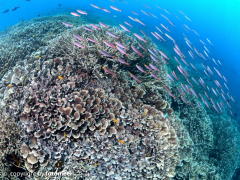 Salatkoralle mit Anthias