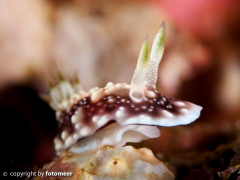 kleine Prachtsternschnecke