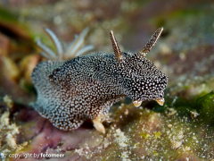 Schnecke im "Hugo-Boss-Style" Glossodoris stellatus