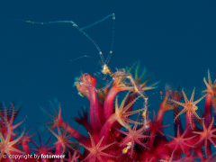 Skeleton-shrimp auf Korallenpolypen (Supermacro)