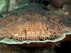 Wobbegong (Teppichhai)