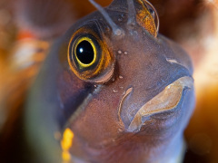 Blenny 1