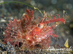 Ambonscorpionfish2