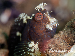 Blenny1