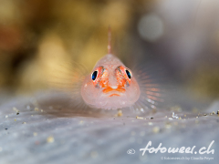 Goby1