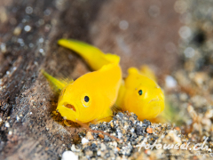 GoldenGobies1