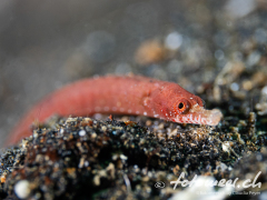 Pygmypipefish1