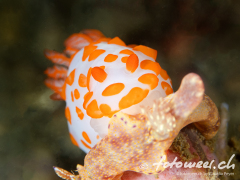 Schnecke_Gymnodoris_rubropapulosa