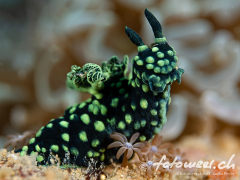 Schnecke_Nembrotha_cristata