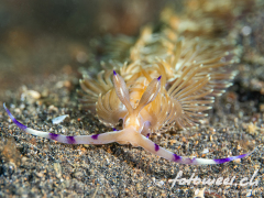 Schnecke_Pteraeolidia_ianthina